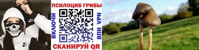 Купить где  Таштагол  Псилоцибиновые грибы мицелий 